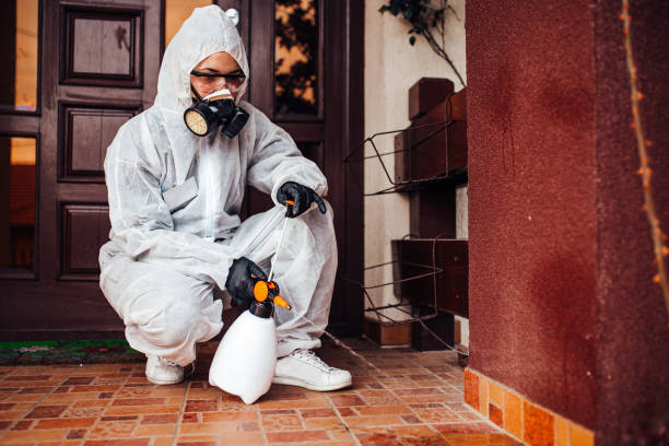 Attic and Crawl Space Rodent Treatment in Mexico