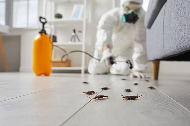 Commercial Rodent Management in Mexico